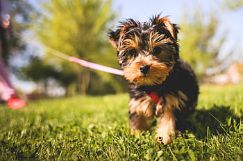 yorkshire puppy, taman, Cute, Yorkshire, Puppy, di Garden, hewan, anjing, rumput, jessie, hewan peliharaan