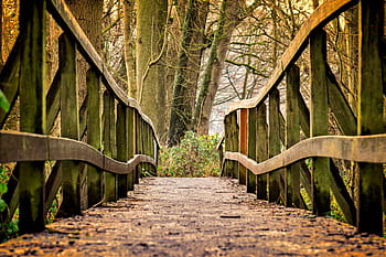hnědý dřevěný most, pryč, web, dřevo, Příroda, zábradlí, most pro chodce, dřevěný most, převod, les, turistika