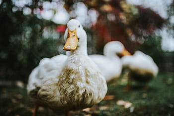 アヒル、 草、 白、 鳥、 葉、 農場、 動物、 農業、 家畜、 自然、 家禽
