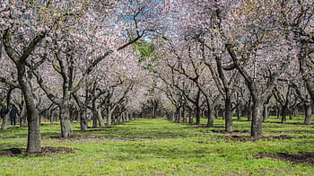 grigio, alberi, campo d'erba, Mandorlo, primavera, parco, fiore, fioritura, fiori, natura, giardino