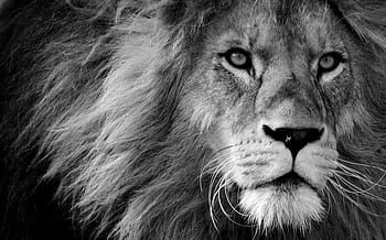 lion photography, lion, predator, black and white, dangerous, mane, cat, male, zoo, wild animal, africa