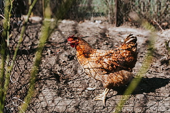 Fazenda, Animais, galinha, frango, canil, gaiola, vila, rural, pássaro, natureza, animal