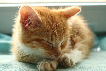 orange tabby kitten, orange tabby, kitten, cat baby, cat, mackerel, pets, domestic cat, animal themes, one animal, domestic animals
