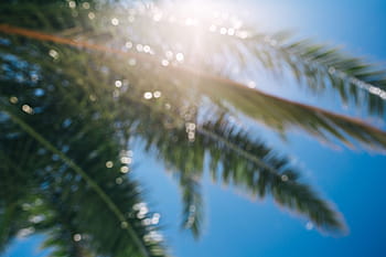 緑のヤシの木、 緑、 ヤシの木、 夏、 自然、 空、 葉、 木、 屋外、 熱帯、 サゴヤシ