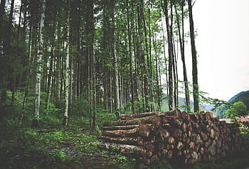 bunke tre logger, brun, tre, logger, mye, ved siden av, skog, trær, blader, grønn, gress