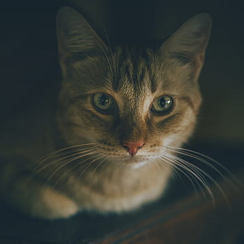 katt, mørk, bakgrunn, dyr, øyne, nærbilde, feline, pels, kattunge, pattedyr, nese