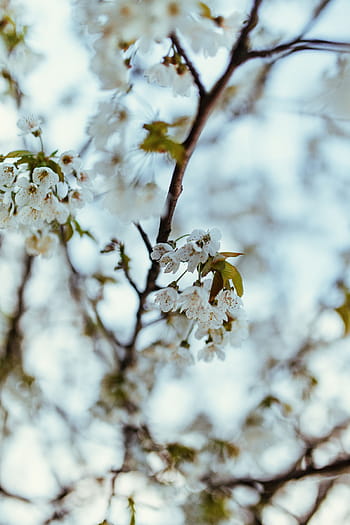 花、 木、 少し、 葉、 枝、 自然、 春、 季節、 植物、 屋外、 白