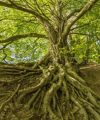 grønn, leafed, trær, innsiden, jungel, tre, rot, skog, imponerende, natur, Logg