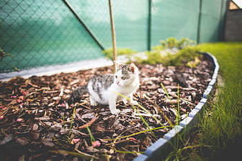 monty, jardín, gato, en el jardín, animal, jardines, hierba, coño, mascotas, lindo, animales domésticos