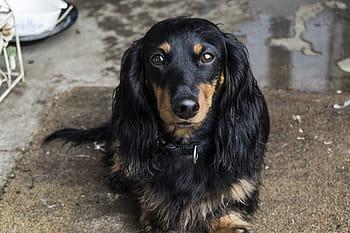 closeup, black, tan, long-coated dachshund, area mat, dog, dachshund, pet, animal, puppy, canine