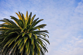 palmeira da praia, praia, palmeira, nublado, céu, nuvens, natureza, palmas, espaço para texto, árvore, azul