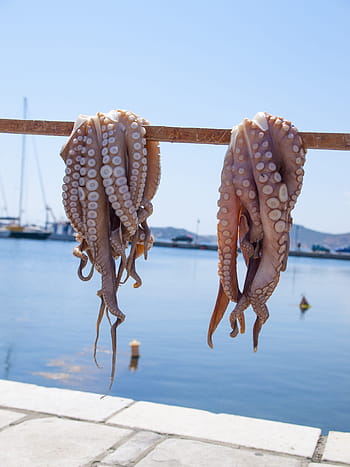 octopus-sea-naxos-greece-royalty-free-th