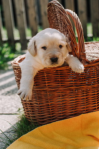 psi, štěně, zvíře, domácí zvíře, košík, roztomilý, bílý, psí, retriever, labrador, rozkošný