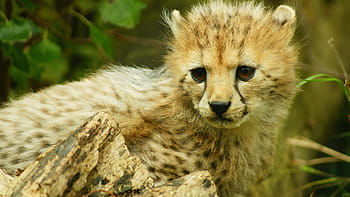 gepard mládě, stojící, rostlina, mládě, Gepard, velká kočka, volně žijících živočichů, zvíře, masožravec, puntíkovaný