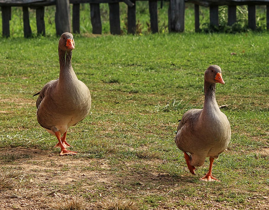 dos, marrón, ganso canadiense, verde, hierba, gansos, pájaros, ganso, doméstico, aves, dos pájaros