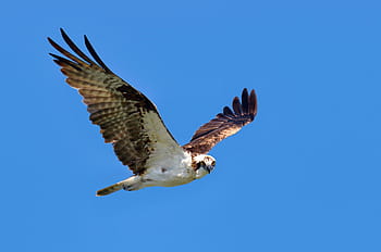 low, angle, brown, white, eagle, flight, soaring, blue, sky, daytime, bird