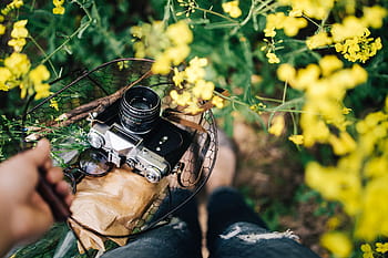 vintage, câmera, campo, florescendo, estupros, mulher, verão, florescer, fotografia, fotógrafo, passatempo