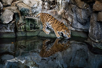tiger, predator, cat, big cat, dangerous, carnivores, zoo, sumatran tiger, wildcat, siberian tiger, drink