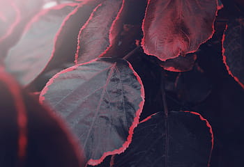 selektiv, fokus fotografie, rot, Blatt Pflanze, Blätter, Grün, Pflanze, Garten, Venen, Klinge, keine Leute