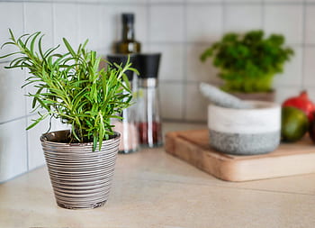 herb, spices, rosemary, herbs, spice, cooking, herbal, ingredient, natural, kitchen, fresh
