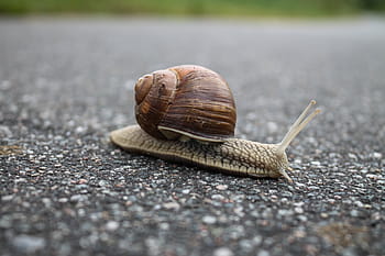 detailní, fotografování, hlemýžď, silnice, Příroda, podlaha, Skála, zpomalit, shell, jednoho zvířete, zvířat