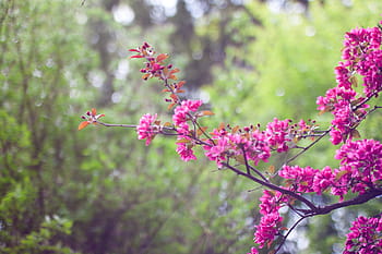 superficiale, fotografia a fuoco, rosa, fiore di petalo, fiore, messa a fuoco, foto, albero, verde, pianta, fioritura