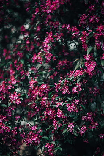adorável, rosa, flores, florescendo, galhos de árvores, árvore, galhos, cópia espaço, primavera, flor, natureza