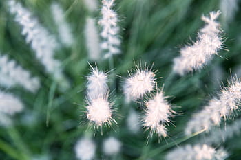 tráva květiny, zachytil, botanický, zahrada, Paříž, Francie, tráva, květiny, Botanická zahrada, Paříž, Francie, Příroda