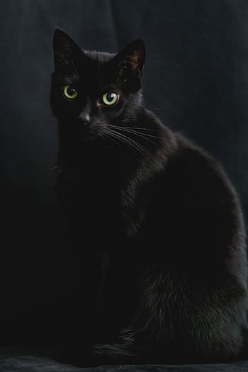 黒、 猫、 肖像画、 黒猫、 ペット、 動物、 飼い猫、 探している、 黒い色、 かわいい、 哺乳類