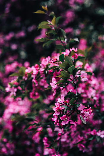 encantador, rosado, flores, floreciente, ramas de los árboles, árbol, ramas, espacio de la copia, primavera, flor, naturaleza