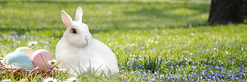 bianca, coniglio, verde, prato, coniglietto di Pasqua, nido di Pasqua, uovo, colorato, erba, natura, Pasqua