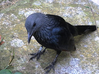 black, crow, closeup, photography, black crow, closeup photography, brainfever bird, kuyil bird, cuckoo bird, bird, animal