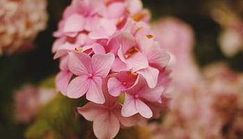 fiori rosa, fiore, rosa, petalo, fioritura, giardino, pianta, natura, autunno, colore rosa, concentrarsi sulle conoscenze acquisite