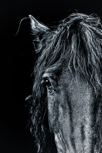 zavřít, fotografie, Černá, hlava koně, kůň, portrét, poník, temný, umělecký, koňský, hřebec
