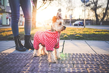 Lindo, Yorkshire Terrier, ropa, animales, frío, ropa para perros, moda para perros, perros, jessie, mascotas, cachorro