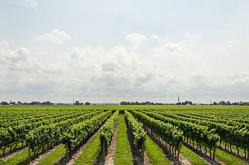 green, plant field, white, clouds, tree, field, plant, grass, agriculture, crops, nature