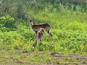 lechwe, antilope di palude, Africa, antilope, natura, mondo animale, mammifero, safari, ritratto animale, lechwee, karfu