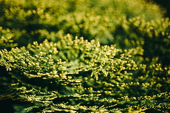 ビュー、 自然、 クローズアップ、 花、 植物、 背景、 抽象、 デフォーカス、 グリーン色、 鮮度、 マクロ