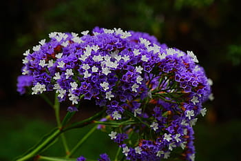 nachový, bílý, květiny, okřídlený pláž lilac, květ, limonium sinuatum, pláž lilac, limonium, rostliny s kořeny, plumbaginaceae, modrý