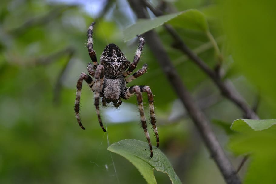 spider, cobweb, black widow