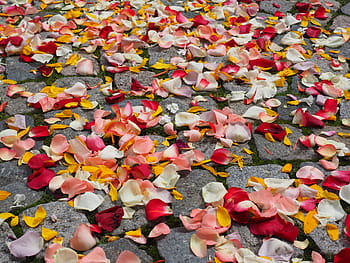 flowers petals, floor, rose petals, petals, wedding, red, love, scatter roses, scatter, scattered, blütenweg