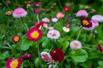 Blumen, Strauß, Muttertag, Pflanze, Rosen, Liebe, Sommer-, blühen, Natur, bunt, Tulpen