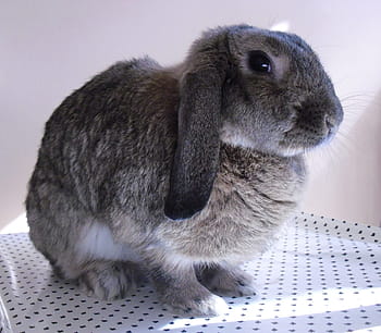 black rabbit, Nature, Rabbit, Plush, White, bunny, bianca, one animal, animal themes, sitting, pets