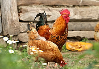 hnědý, kohout, slepice, stojící, přízemní, během dne, kuře, vesnice, yard, rodina, pták