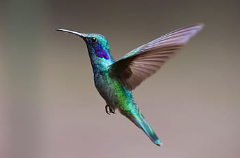 green, purple, bird figurine, hummingbird, bird, trochilidae, fly, spring dress, colorful, iridescent, bill