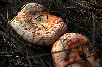 chanterelles, μυκητολογία, μανιτάρι, μύκητας, μανιτάρια, μύκητες, πλέον, έδαφος, φαγητό, δάσος, άγριος