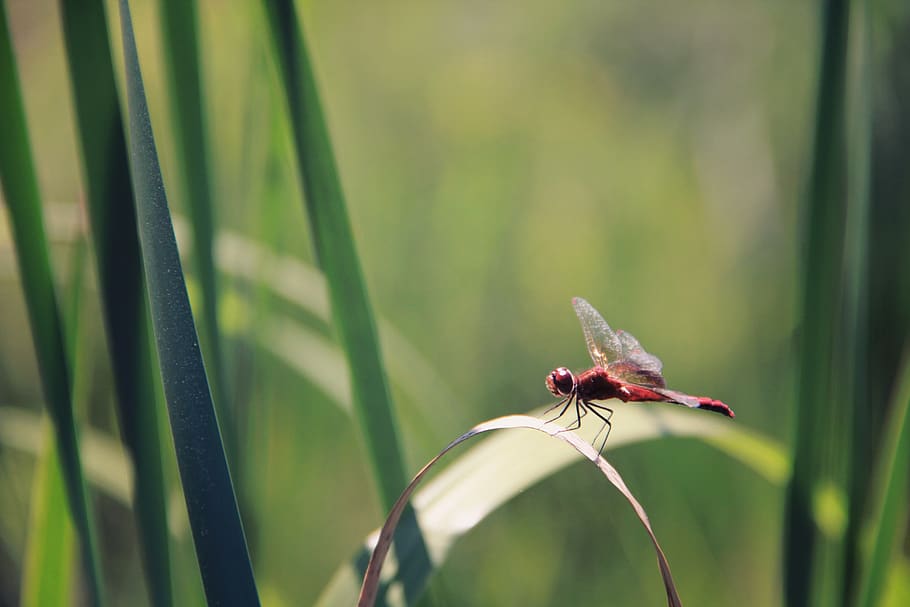 insect, green, leaves, grass, nature, small, dragonfly