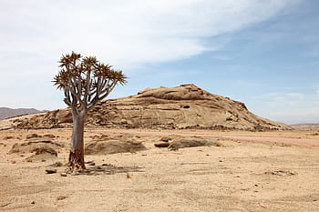 brown mountain, namibia, africa, drought, dry, tree, desert, sand, landscape, arid climate, nature