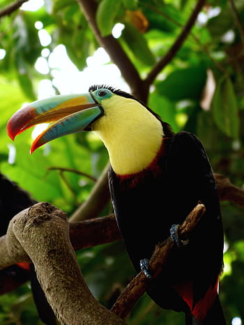 větev, strom, toucan, pták, tropický, tropický pták, účtovat, tropy, barvitý, peří, zvíře