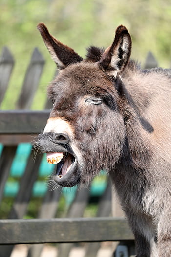 donkey, dwarf donkey, beast of burden, teeth